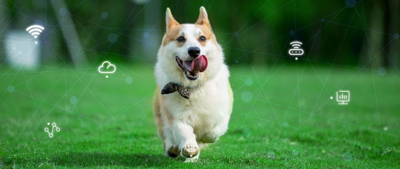 来见证 盈易彩票网络为乖宝集团打造的这张网